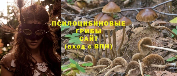 гашик Нефтекумск